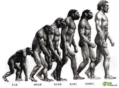 进化论