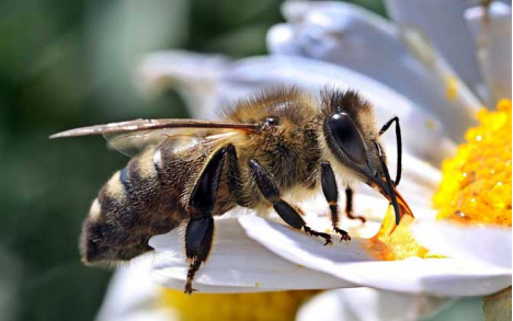 蜜蜂怎样酿蜜？