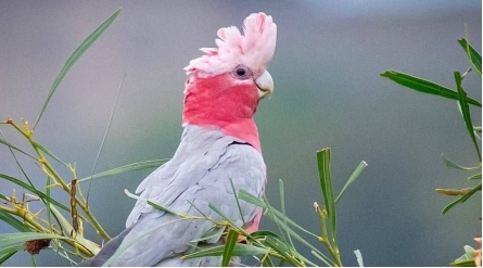 鸟中老寿星—粉红凤头鹦鹉